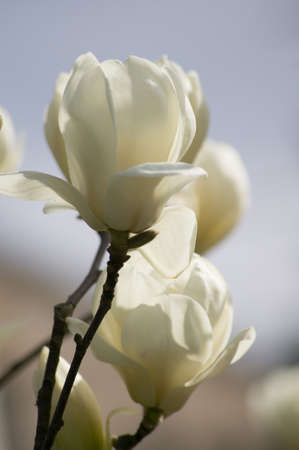 Spring time, bud of magnolia flower on the tree branchの写真素材