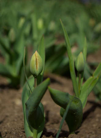 The bud of tulip flower in a garden