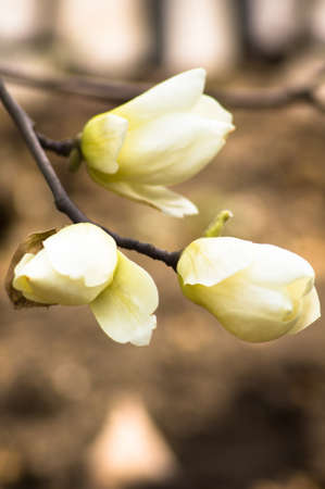 Spring time, bud of magnolia flower on the tree branchの写真素材