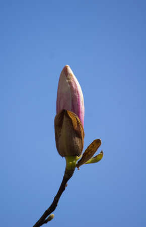 Spring time, blooming of magnolia tree in a gardenの写真素材