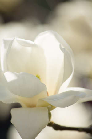 Spring time, blooming of magnolia tree in a gardenの写真素材