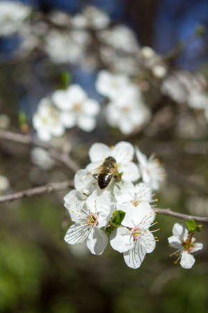 Spring time: blooming cherry treeの写真素材