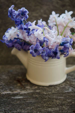 Hyacinth in an old clay vase with waterdrops and on a old piece of wood for a rustic look.の写真素材
