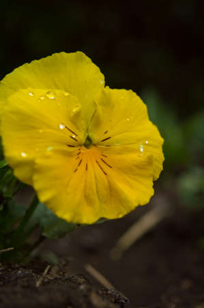 Closeup of yellow [ansy flowers in the spring gardenの写真素材