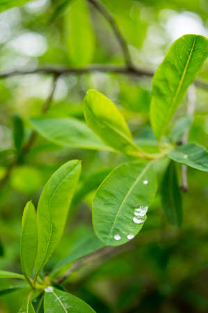 Spring time garden blooming of Jasmine plant
