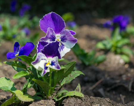 Flowerbed of blue tricolor violas in the spring parkの写真素材