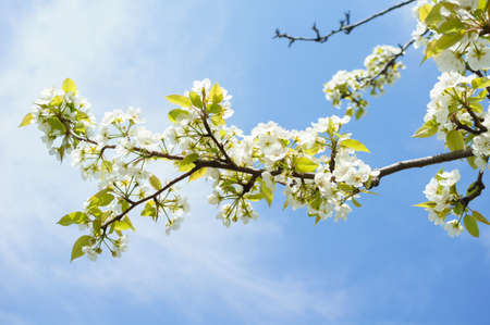 Blossom of pear tree in the spring gardenの写真素材