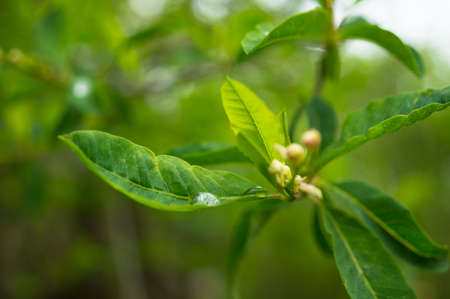 Spring time garden blooming of Jasmine plant