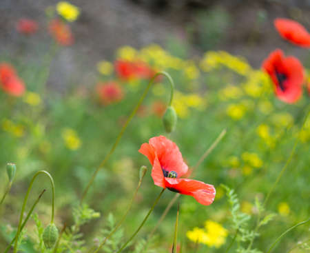 Poppies flowers in the spring time fieldの写真素材