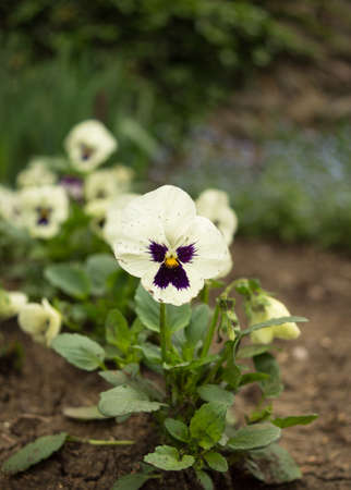 Flowerbed of blue tricolor violas in the spring parkの写真素材