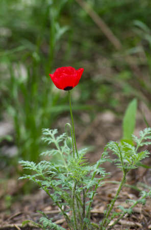 Poppies flowers in the spring time fieldの写真素材