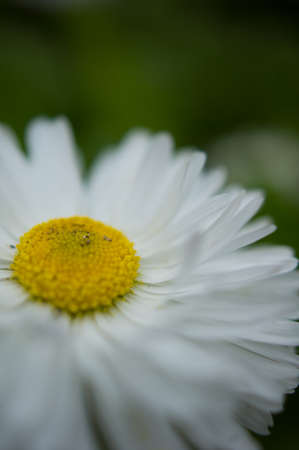 pink marguerite flowers among green leavesの写真素材