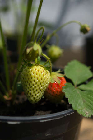 Strawberry plants growing in a terracotta pot outdoorの写真素材