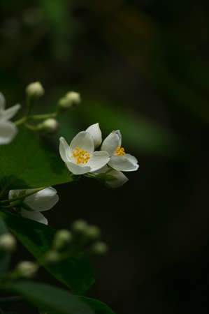 Spring time: blooming jasmine bushes in the gardenの写真素材