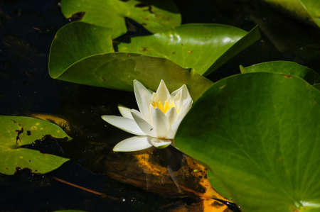 Water lily's bud in the pond among freen leavesの写真素材