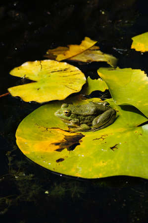 Green frog on the lotus leave in the lakeの写真素材