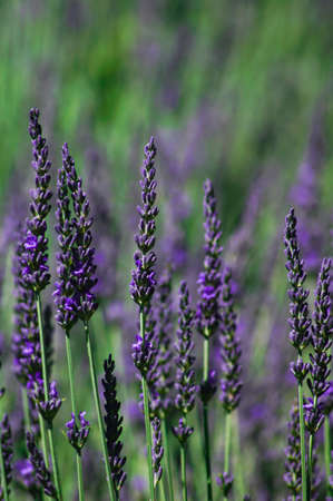 The field of flowering lavander plant in the summer gardenの写真素材