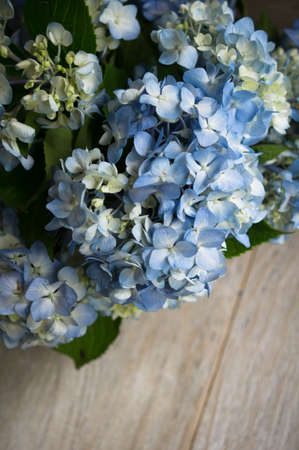 Blue pastel color hydrangea flowers on wooden tableの写真素材