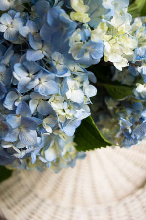 Blue pastel color hydrangea flowers on wooden tableの写真素材