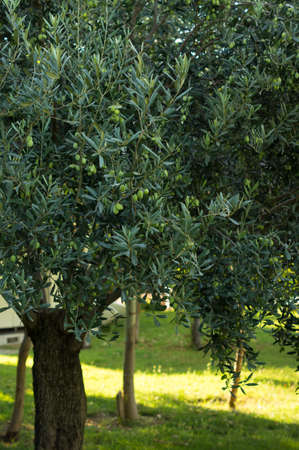 Olives on olive tree in autumn. Season nature imageの写真素材