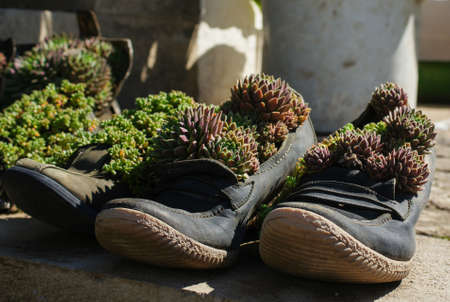 Old boots used as flower pots outdoorの写真素材