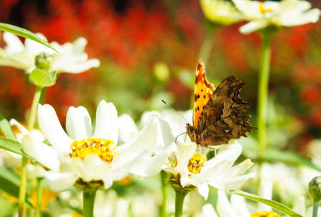 Butterfly on a flower in a gardenの写真素材