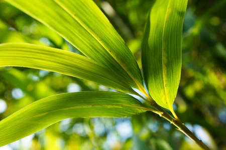 Green bamboo leaves in sunlight. Selective focusの写真素材