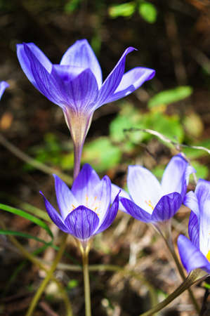 Blue crocus flowers in the autumnal woodの写真素材