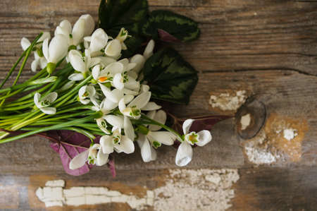 Bouquet of the first spring flowers - snowdrops, on the wooden backgroundの写真素材