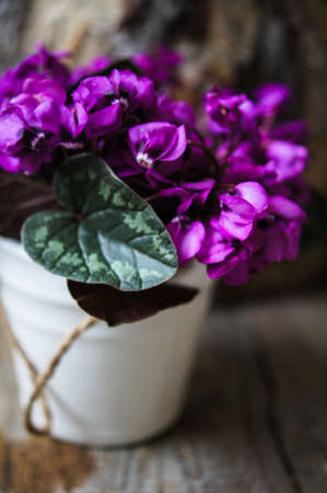 Purple cyclamen flowers in a pot on the old tableの写真素材