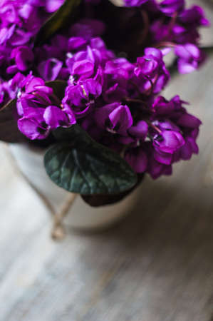 Purple cyclamen flowers in a pot on the old tableの写真素材