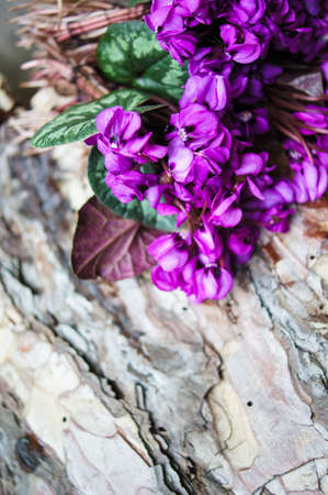 Purple cyclamen flowers in a pot on the old tableの写真素材