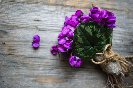 Purple cyclamen flowers in a pot on the old tableの写真素材