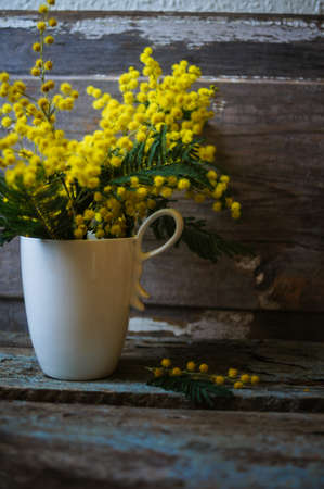 Twigs of mimosa flowers in pail on blue wooden tableの写真素材