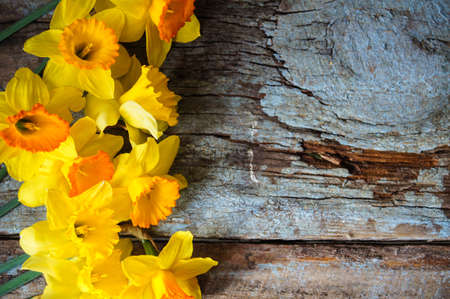 Yellow daffodill flower on the old wooden tableの写真素材