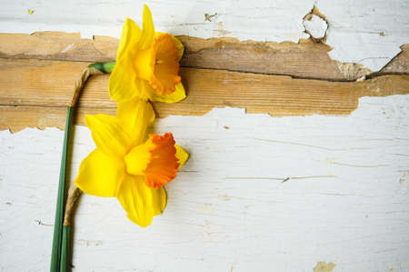 Yellow daffodill flower on the old wooden tableの写真素材