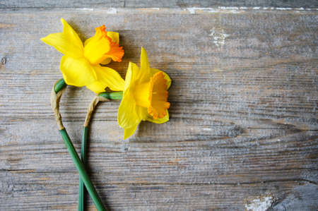 Yellow daffodill flower on the old wooden tableの写真素材
