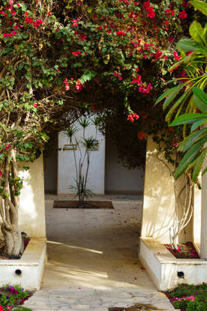 Blooming bougainvillea, framing the window