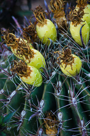 Prickly pear cactus close up with fruitの写真素材