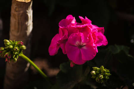 Petunia flowers in te summertime garden