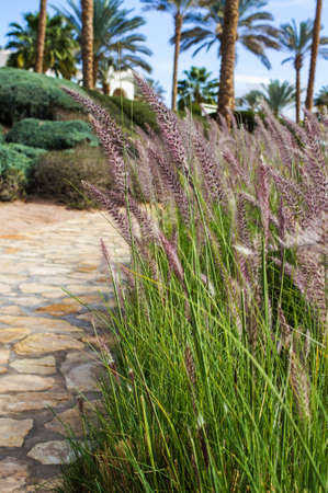 Summer  tropic landscape with Sea oatsの写真素材