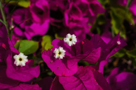 bougainvillea flowers in the tropical gardenの写真素材