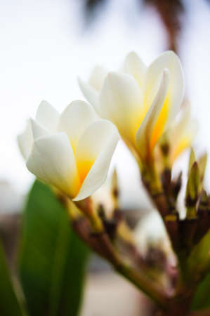 White frangipani flowers on the little tree in gardenの写真素材