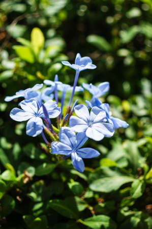 The sun is shining plumbago flower (leadworth flower)の写真素材