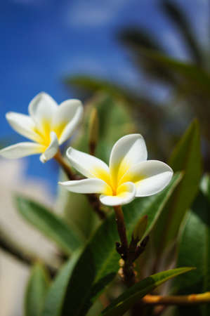 White frangipani flowers on the little tree in gardenの写真素材