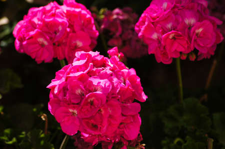Petunia flowers in te summertime gardenの写真素材