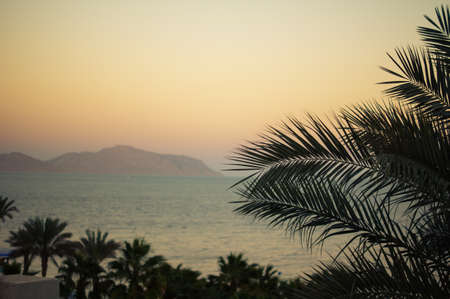 Palm tree on the Sunset timeの写真素材