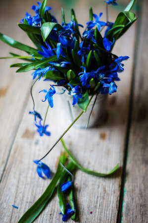 Blue spring flowers Scylla, bouquet on tableの写真素材