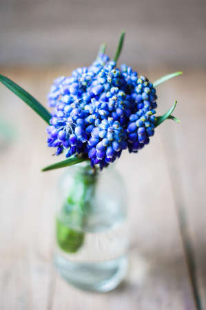 Blue grape hyacinth on a old wooden backgroundの写真素材