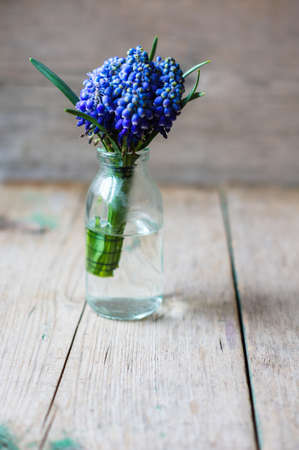 Blue grape hyacinth on a old wooden backgroundの写真素材
